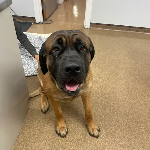 NVA - Ferry Farm Animal Clinic 1097 - Brown and Black Dog NVA - Ferry Farm Animal Clinic 1097 - Brown and Black Dog