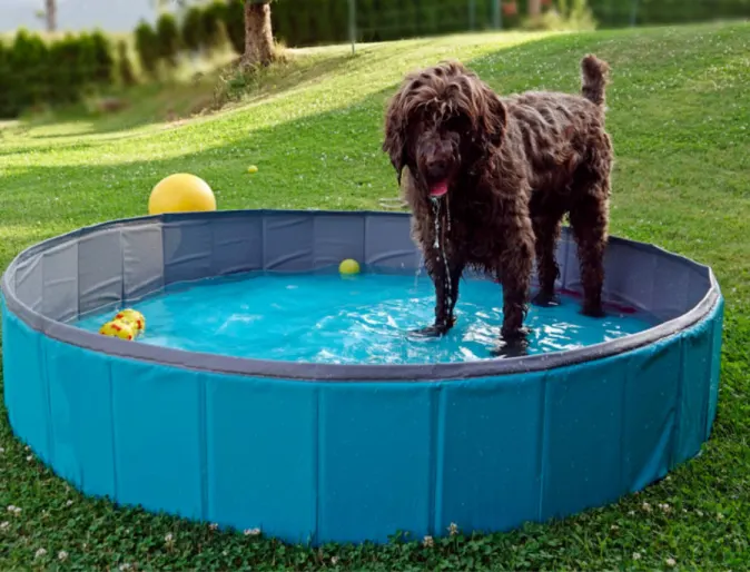 A Brown Dog Playing in a Plastic Pool