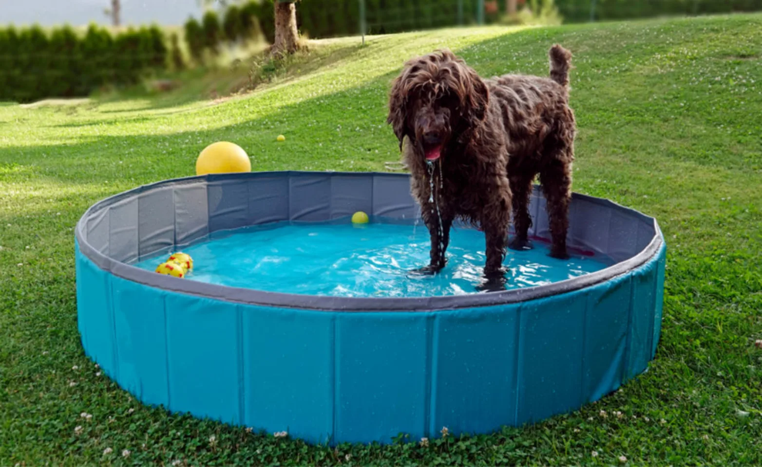 A Brown Dog Playing in a Plastic Pool A Brown Dog Playing in a Plastic Pool