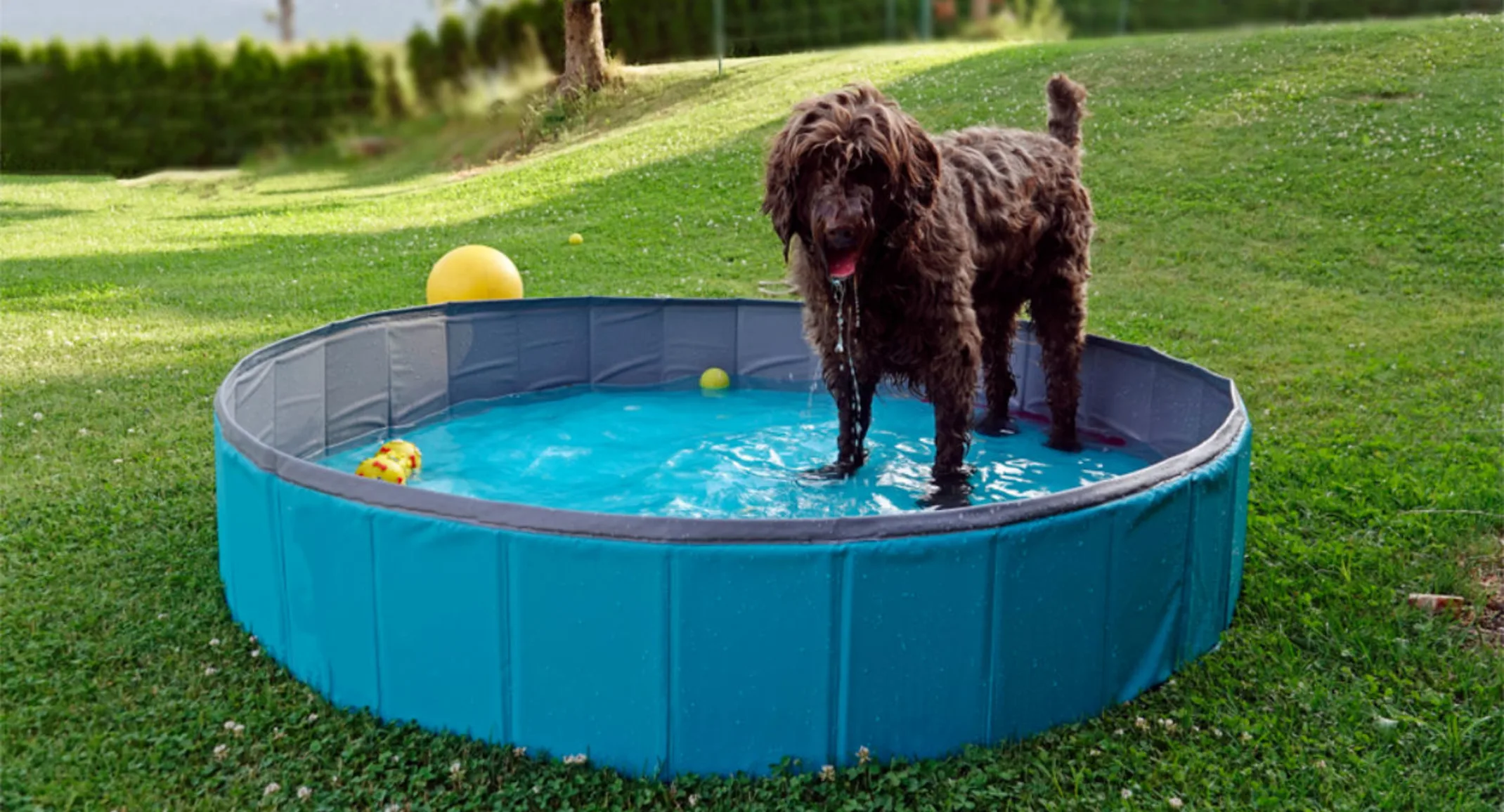 A Brown Dog Playing in a Plastic Pool A Brown Dog Playing in a Plastic Pool