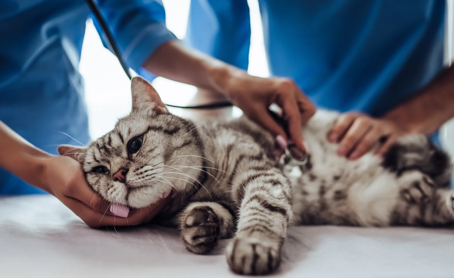 A cat lying on a table