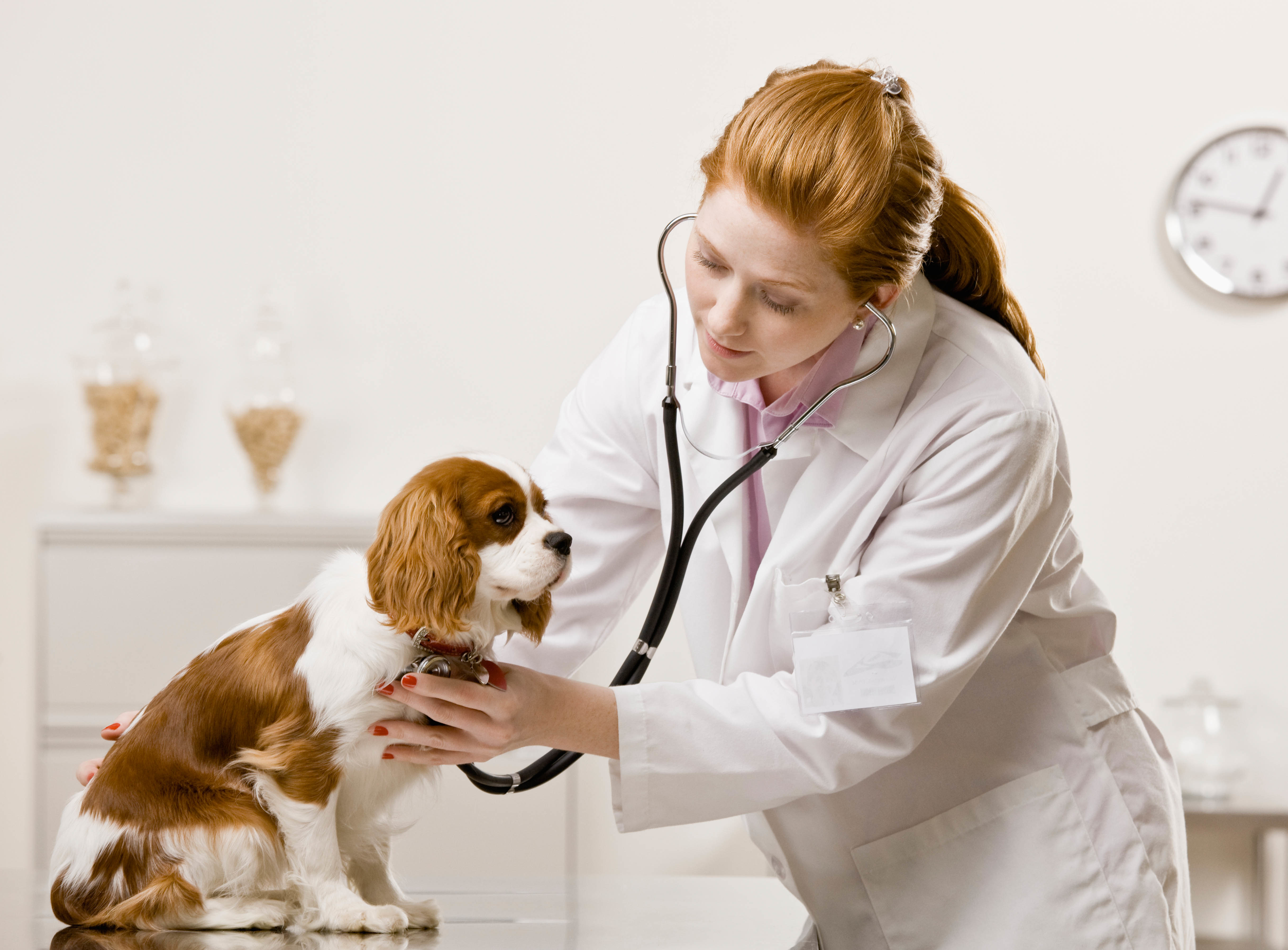 Er 2024 dog vet