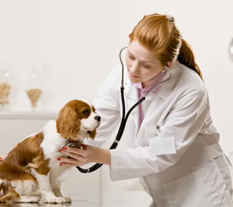 Puppy is sitting on top of a medical table while the female veterinarian is checking his or her heartbeat with a stethoscope.