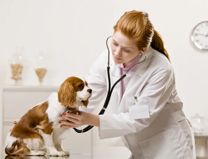 Puppy is sitting on top of a medical table while the female veterinarian is checking his or her heartbeat with a stethoscope. Puppy is sitting on top of a medical table while the female veterinarian is checking his or her heartbeat with a stethoscope.