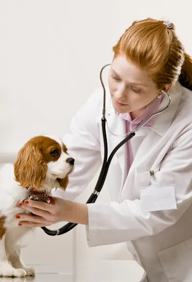 Puppy is sitting on top of a medical table while the female veterinarian is checking his or her heartbeat with a stethoscope. Puppy is sitting on top of a medical table while the female veterinarian is checking his or her heartbeat with a stethoscope.