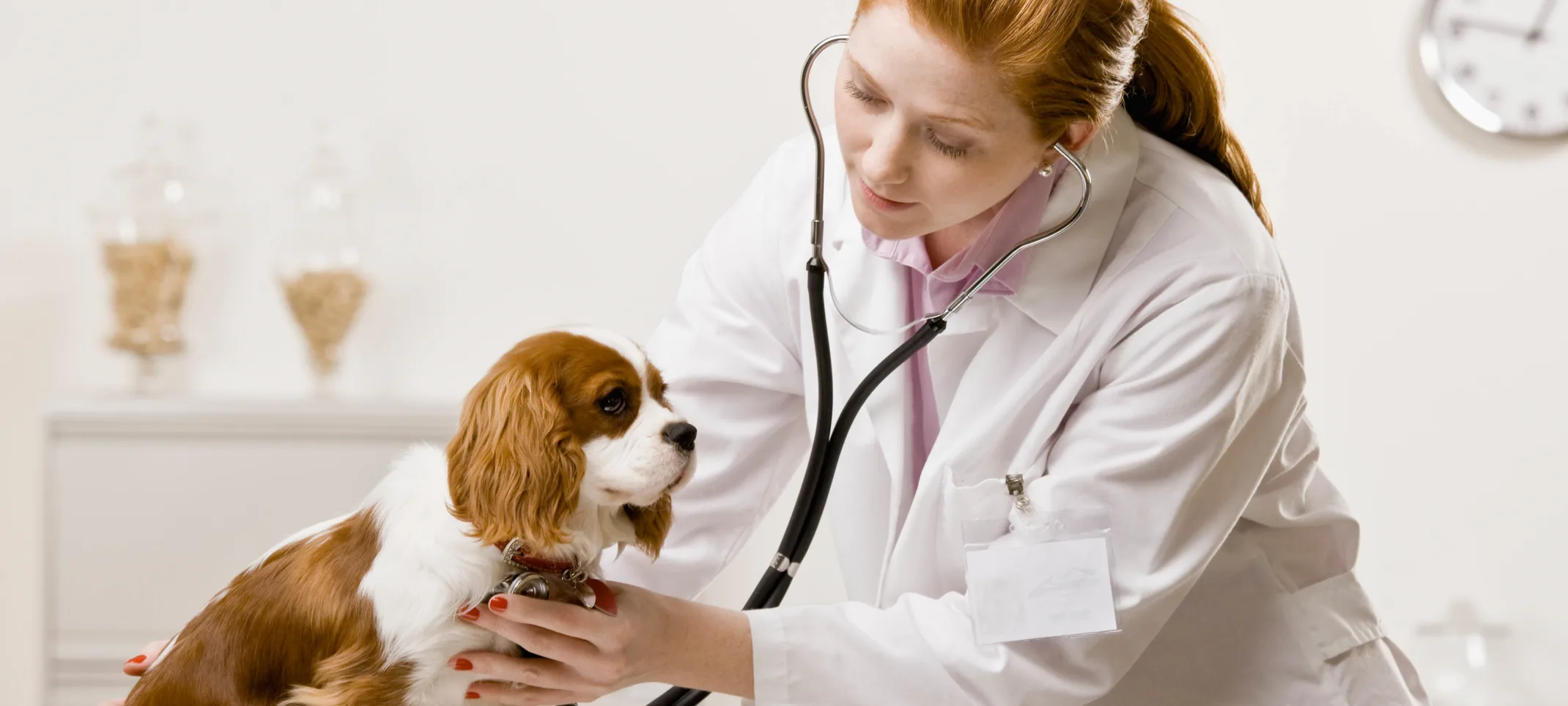 Puppy is sitting on top of a medical table while the female veterinarian is checking his or her heartbeat with a stethoscope.