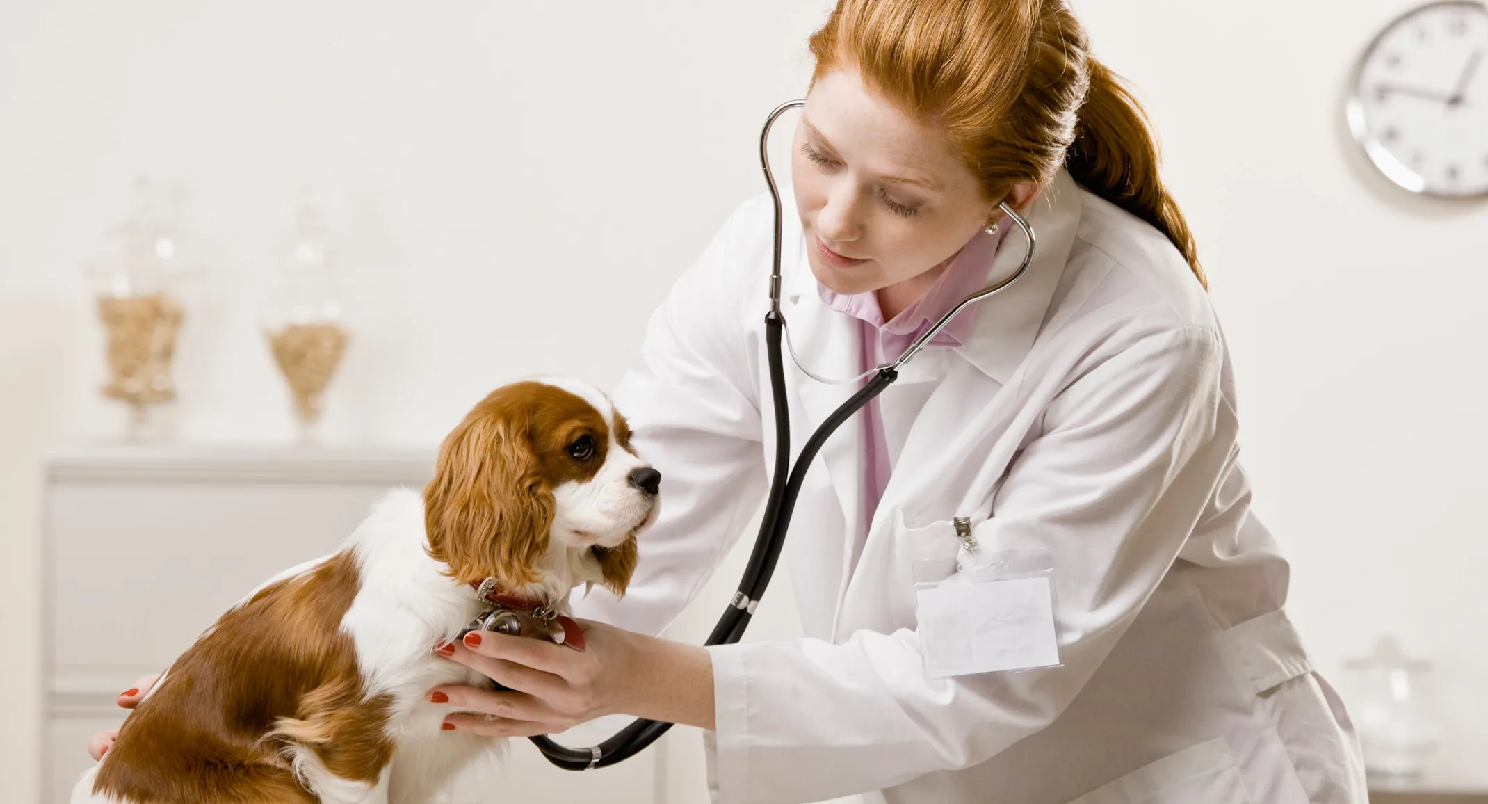 Puppy is sitting on top of a medical table while the female veterinarian is checking his or her heartbeat with a stethoscope. Puppy is sitting on top of a medical table while the female veterinarian is checking his or her heartbeat with a stethoscope.