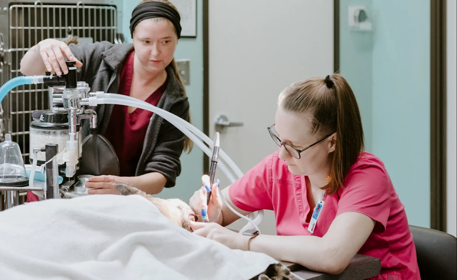 Two veterinary professionals wearing pink scrubs perform a procedure on an animal under surgical lights in a clinic setting. Two veterinary professionals wearing pink scrubs perform a procedure on an animal under surgical lights in a clinic setting.
