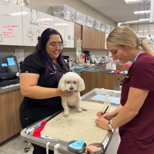 Two staff at Catalina Pet Hospital examine a fluffy dog