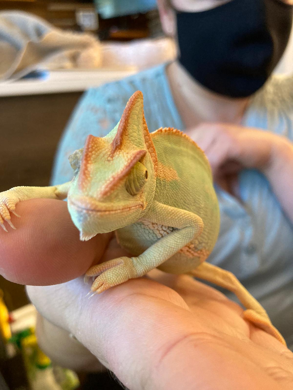 green and orange chameleon 