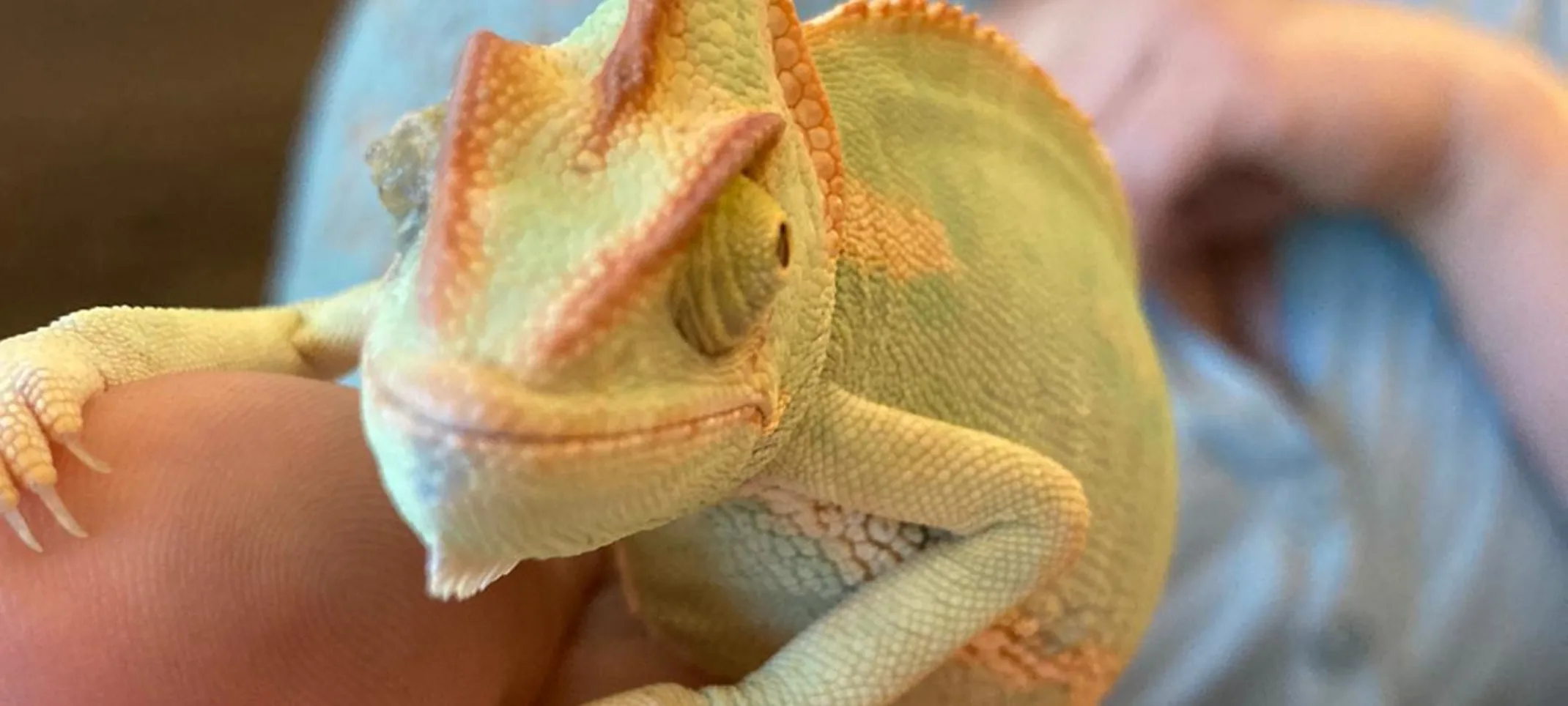 green and orange chameleon green and orange chameleon