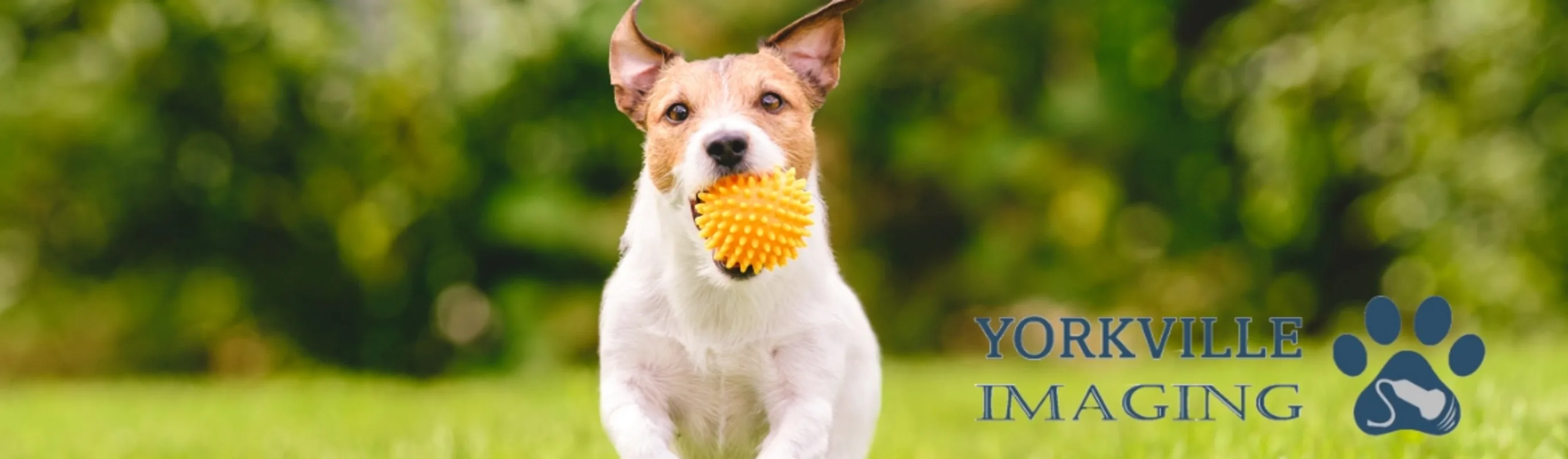 Dog with yellow ball in mouth next to "Yorkville Imaging" Logo Dog with yellow ball in mouth next to "Yorkville Imaging" Logo
