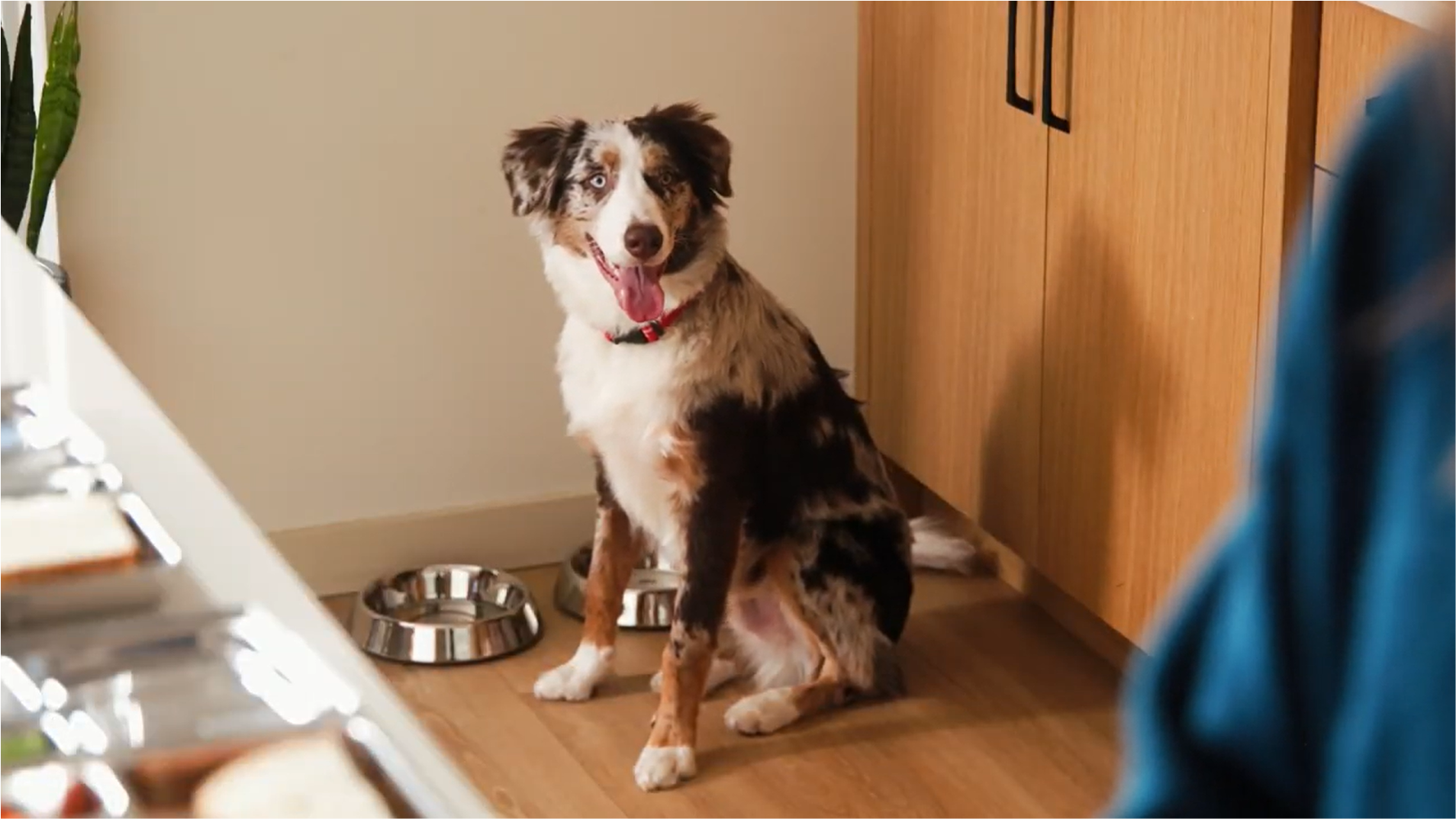dog sitting next to bowl