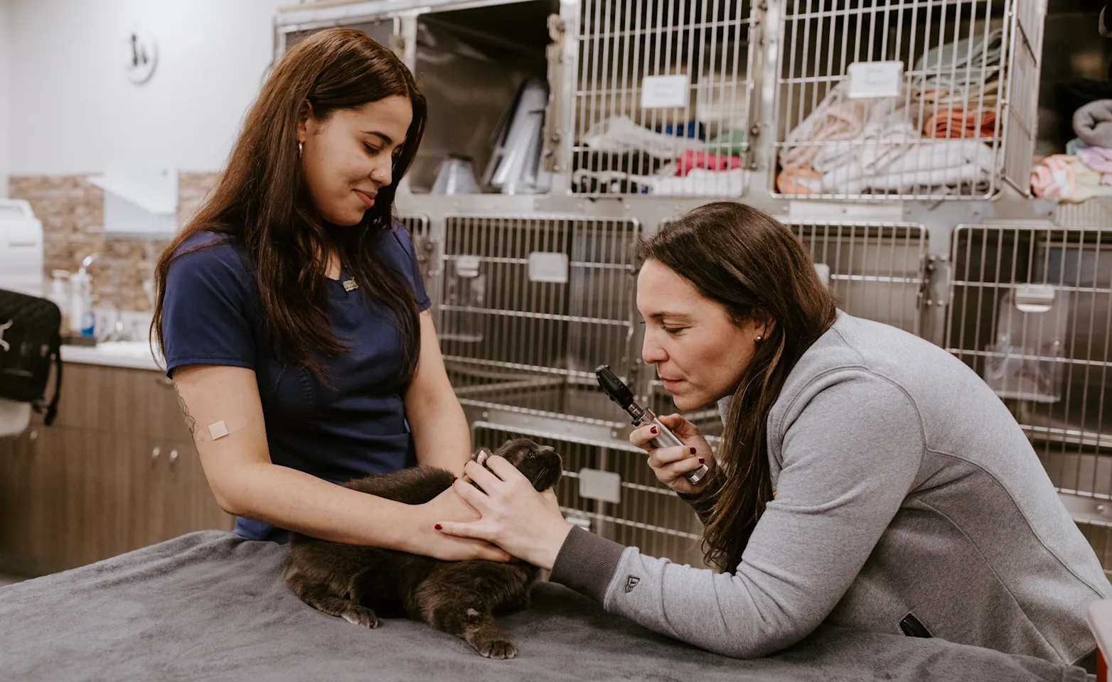 A veterinarian with an examination tool and a veterinary student checking in on a long-haired black cat A veterinarian with an examination tool and a veterinary student checking in on a long-haired black cat