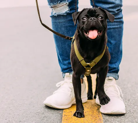 A black pug smiling and standing outside on the owner's shoe A black pug smiling and standing outside on the owner's shoe