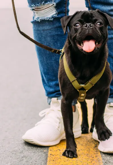 A black pug smiling and standing outside on the owner's shoe