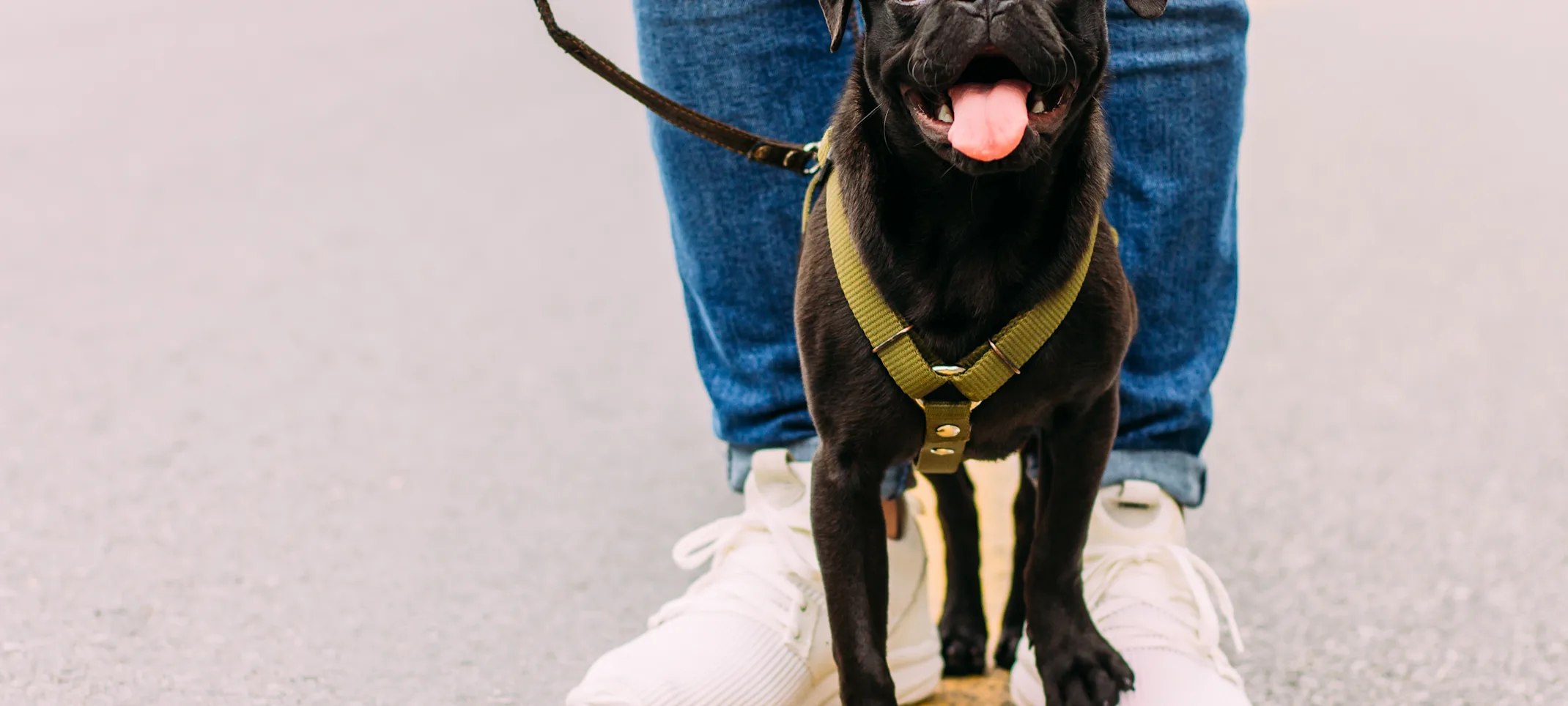 A black pug smiling and standing outside on the owner's shoe A black pug smiling and standing outside on the owner's shoe