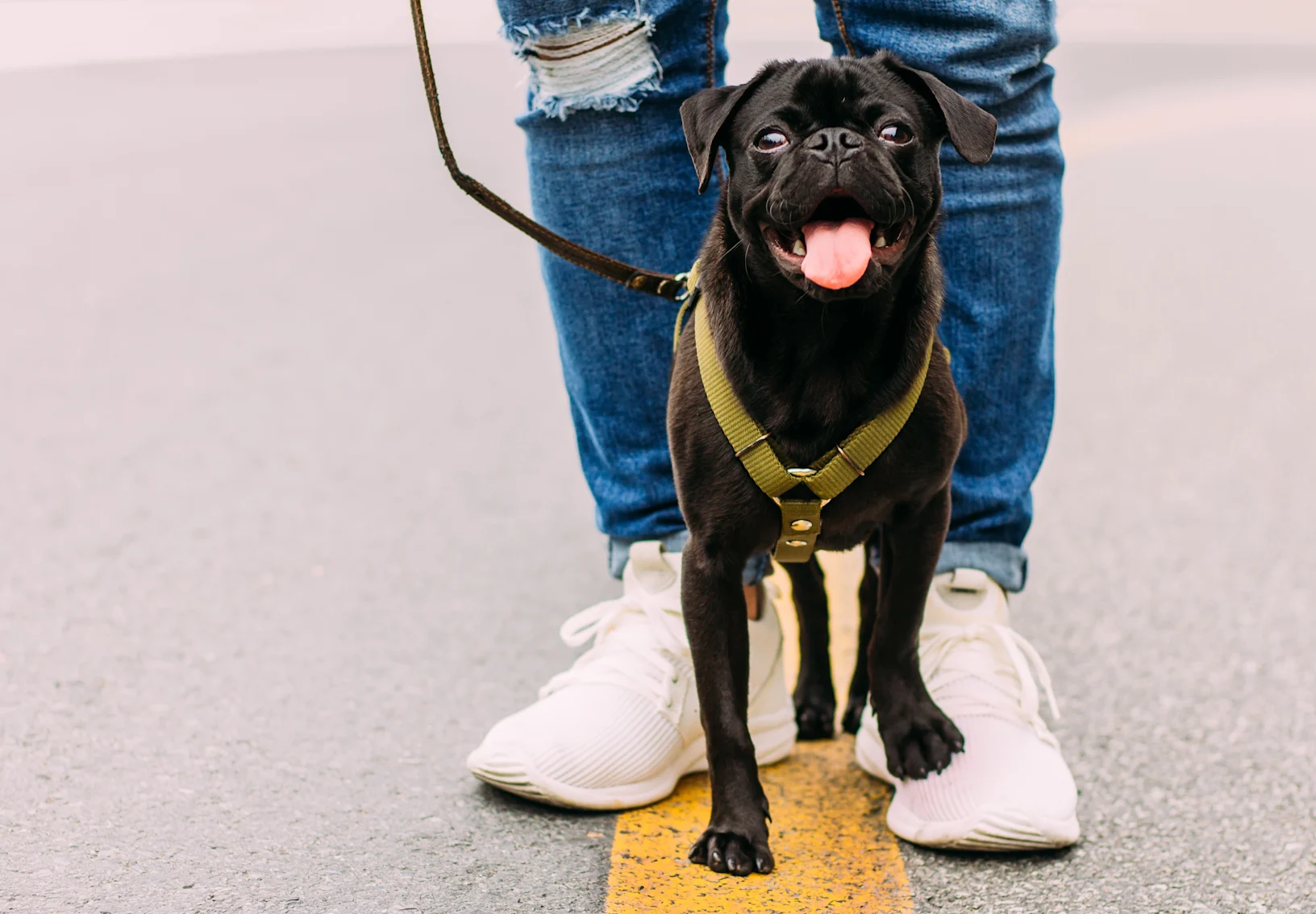 A black pug smiling and standing outside on the owner's shoe A black pug smiling and standing outside on the owner's shoe
