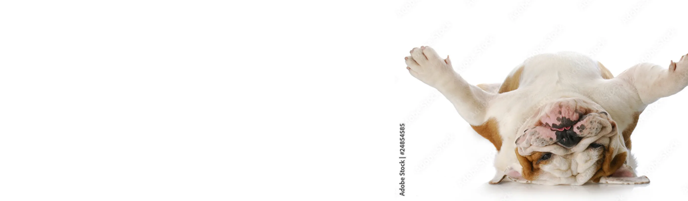 2 dogs and 2 cats looking over a white wall 2 dogs and 2 cats looking over a white wall