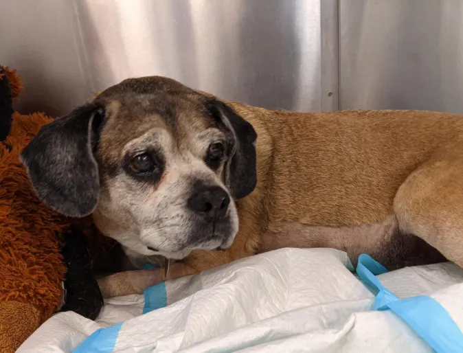 An elderly tan and black dog named Chip An elderly tan and black dog named Chip