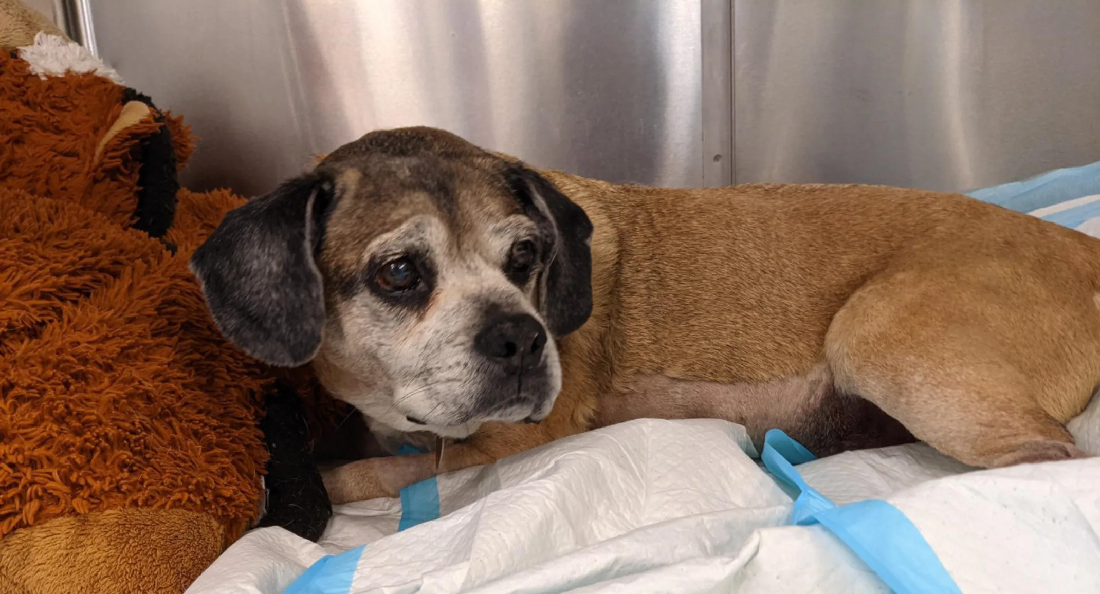 An elderly tan and black dog named Chip An elderly tan and black dog named Chip