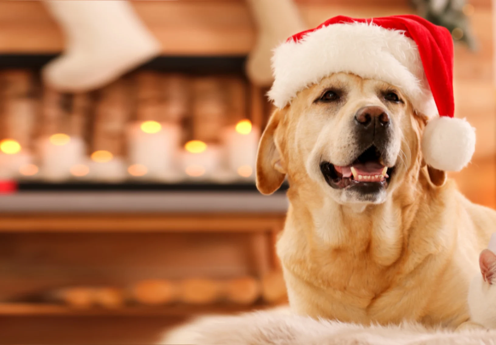 Golden Retriever (Dog) and a White Cat Wearing a Santa Hat Golden Retriever (Dog) and a White Cat Wearing a Santa Hat