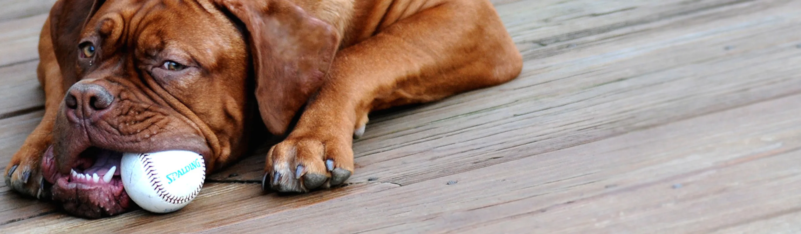 Brown dog with a baseball in its mouth