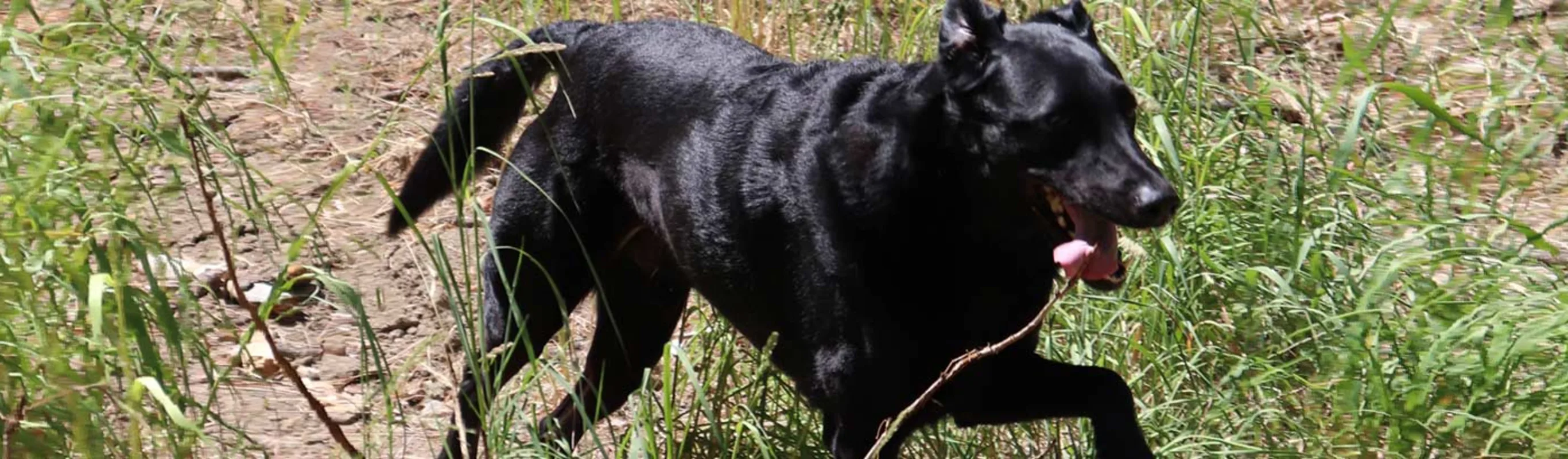 Black dog running through a field of dirt and tall grass Black dog running through a field of dirt and tall grass