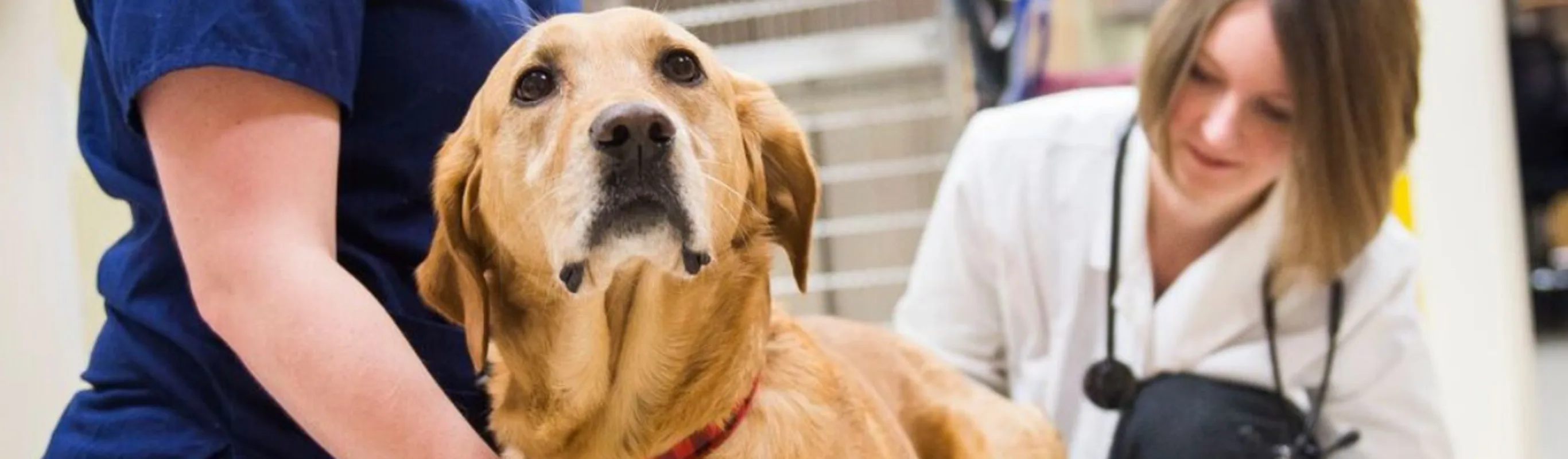 A golden retriever looking up with veterinarians in a clinic. A golden retriever looking up with veterinarians in a clinic.