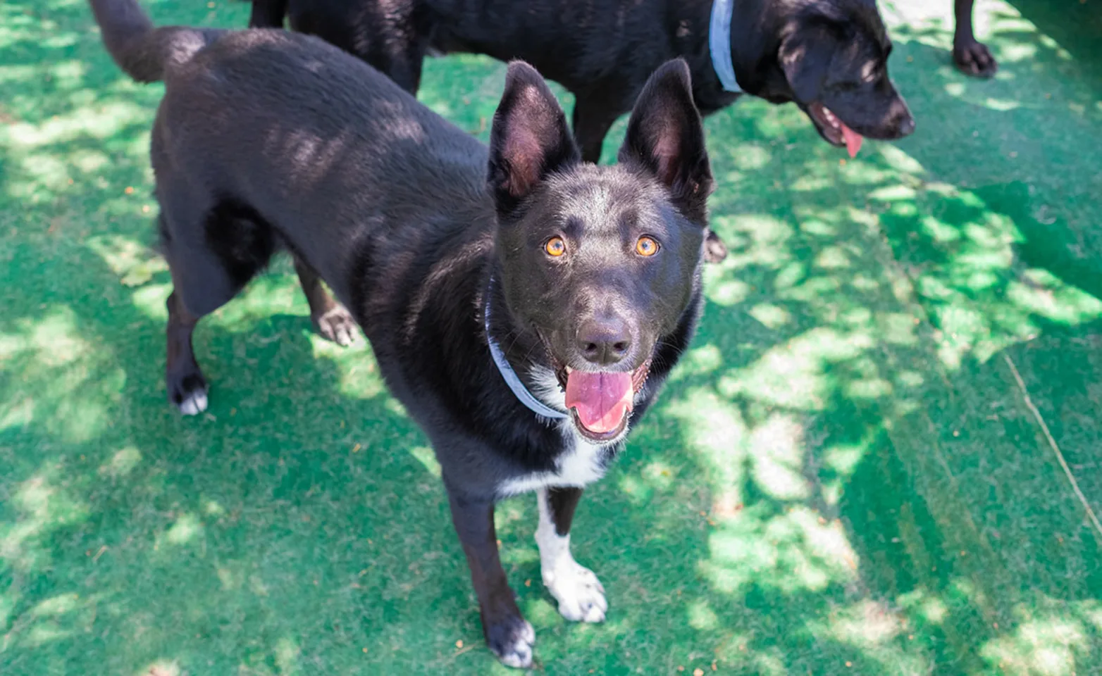 Dog smiling at camera in Bowhaus Boulder dog daycare Dog smiling at camera in Bowhaus Boulder dog daycare