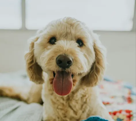 dog laying in blankets with tongue out dog laying in blankets with tongue out
