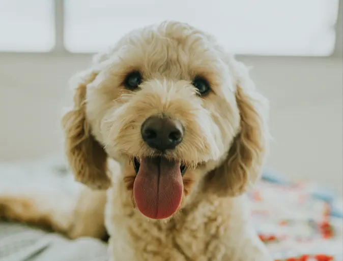 dog laying in blankets with tongue out