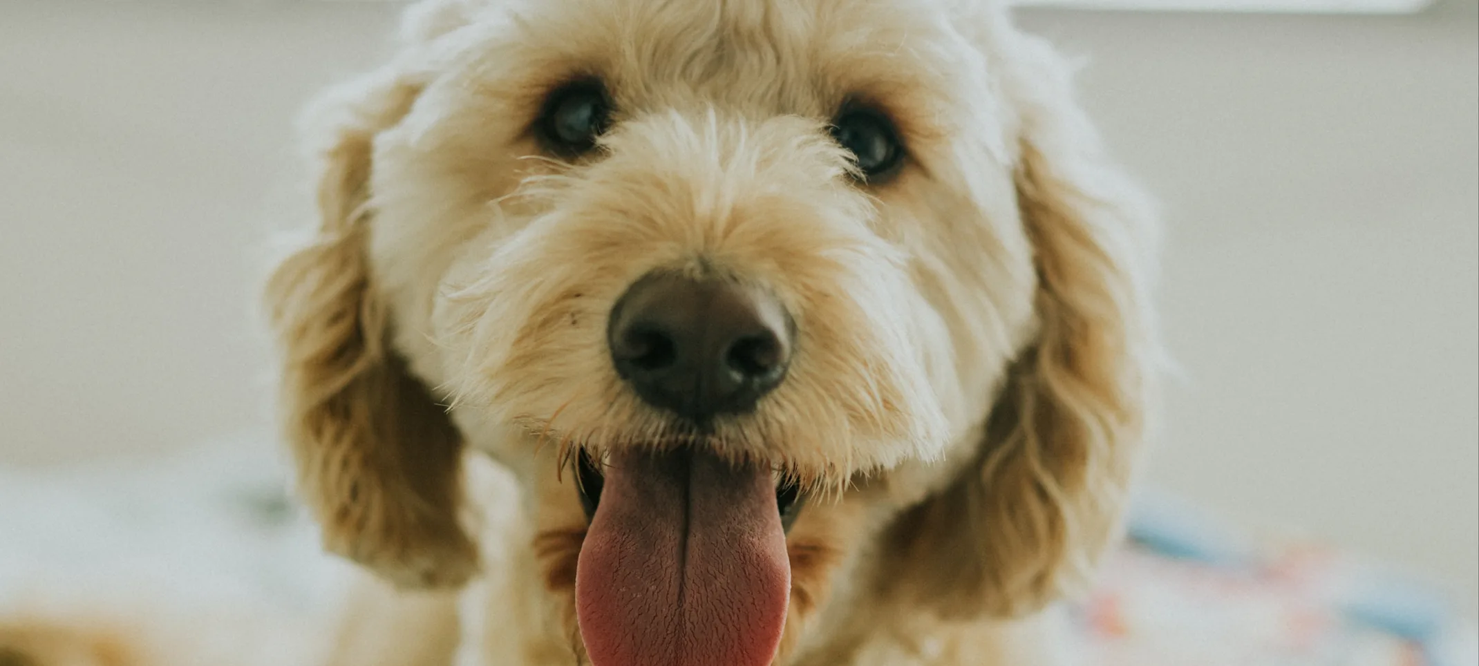 dog laying in blankets with tongue out