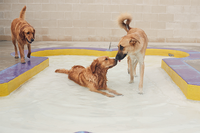 Dogs relax and play in a pool at PetSuites. 