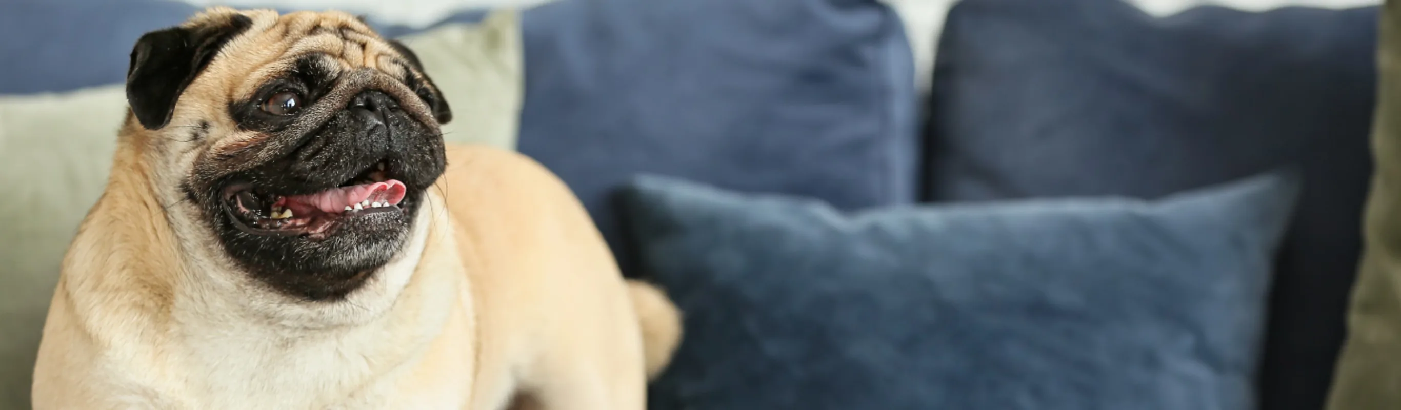 Dog (Pug) Standing on a Couch with Blue and Green Pillows Dog (Pug) Standing on a Couch with Blue and Green Pillows