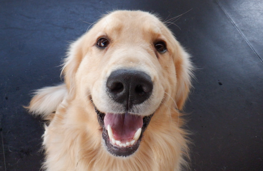 Boarding Overview Uptown Hounds