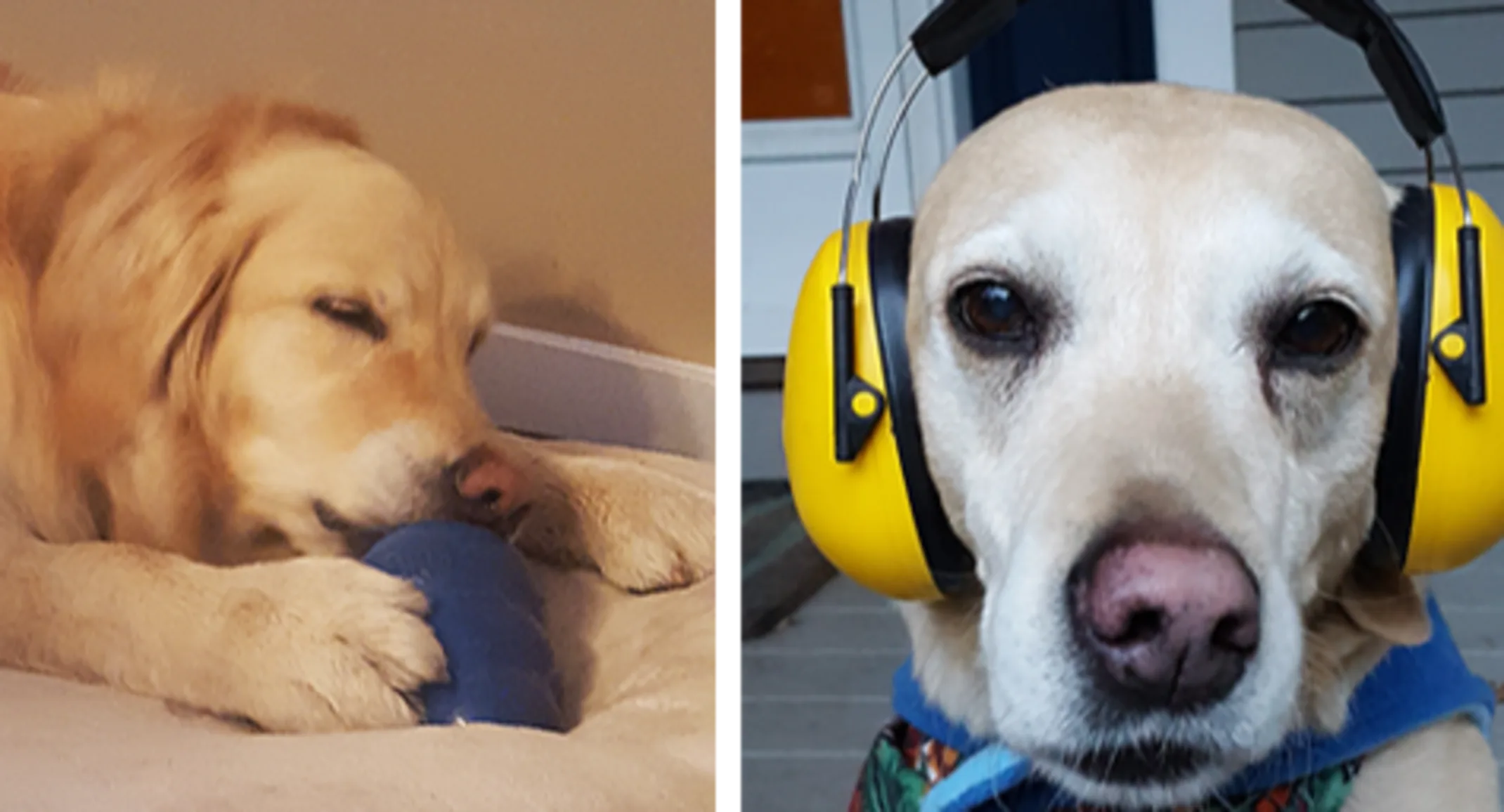 golden retriever, Carly chewing on frozen treat and Adie wearing headphones golden retriever, Carly chewing on frozen treat and Adie wearing headphones