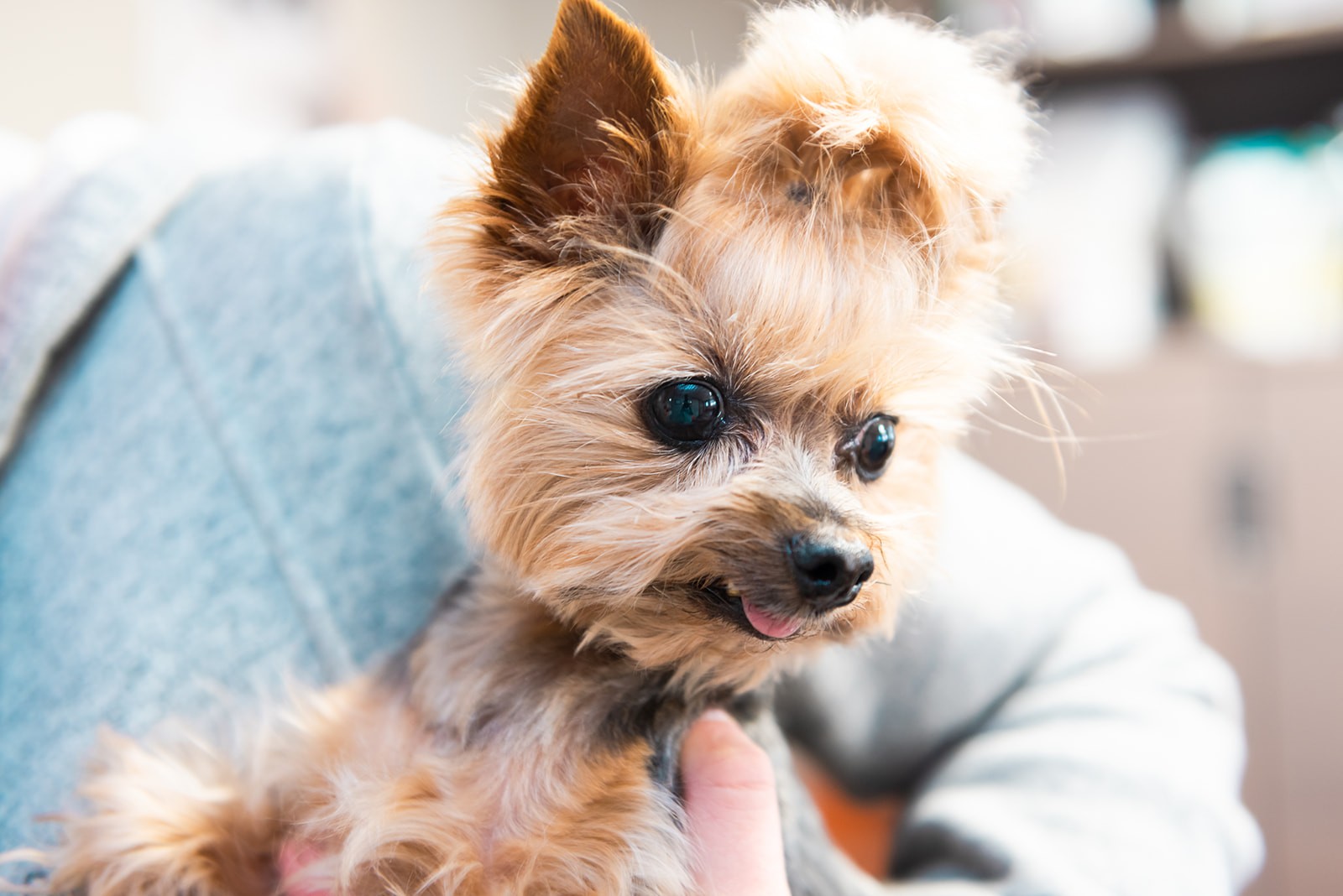 Small dog with bun on head at The Valley Veterinary Hospital 