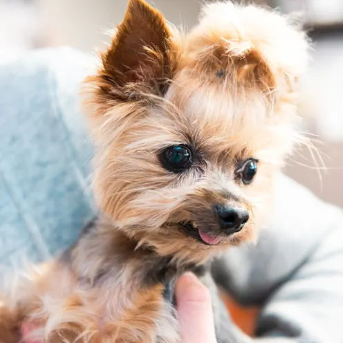 Small dog with bun on head at The Valley Veterinary Hospital Small dog with bun on head at The Valley Veterinary Hospital