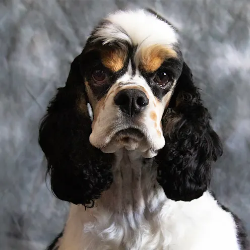 Domino the dog Domino the dog