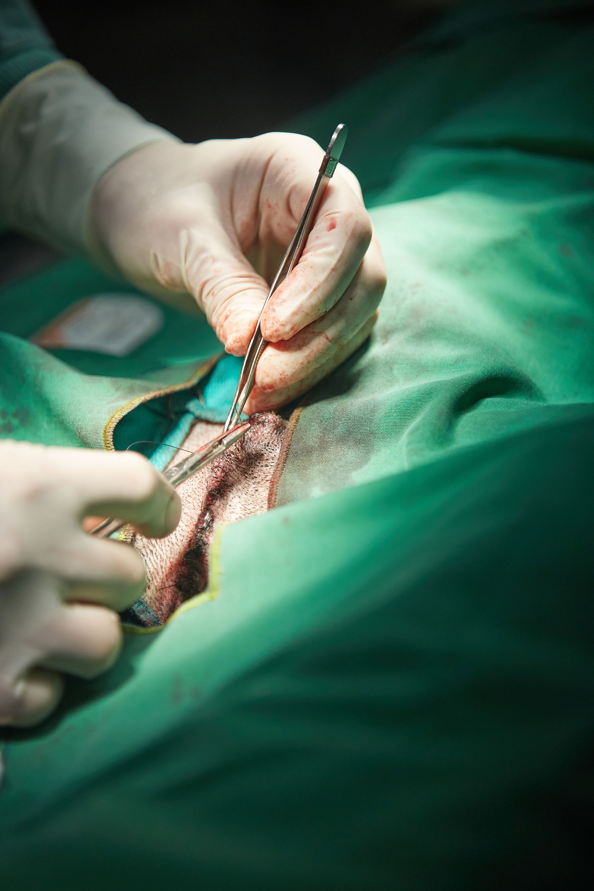 A Close Up Image of a Doctor doing a Dog Surgery
