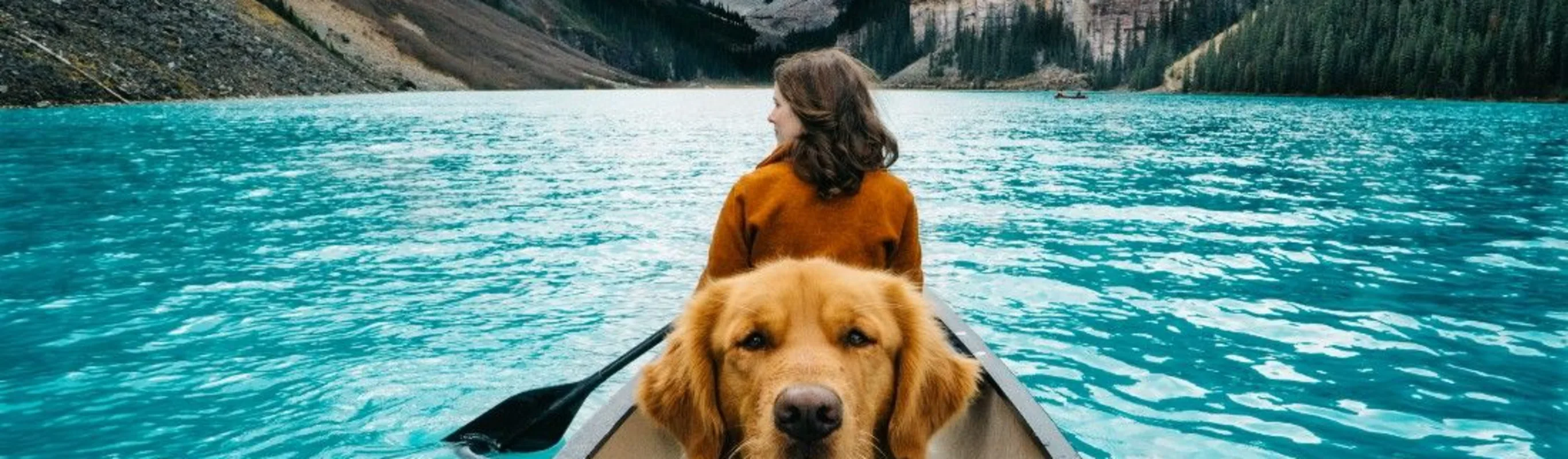 Golden Retriever in a canoe facing the camera