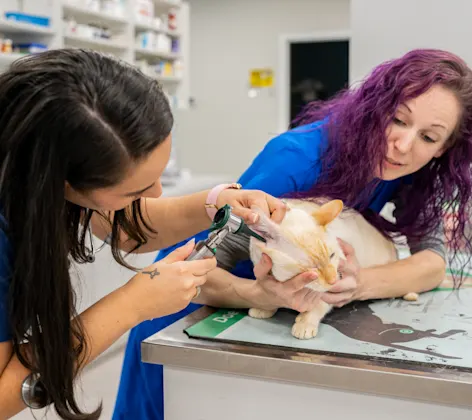 Wellness & Preventive Care Wellness & Preventive Care