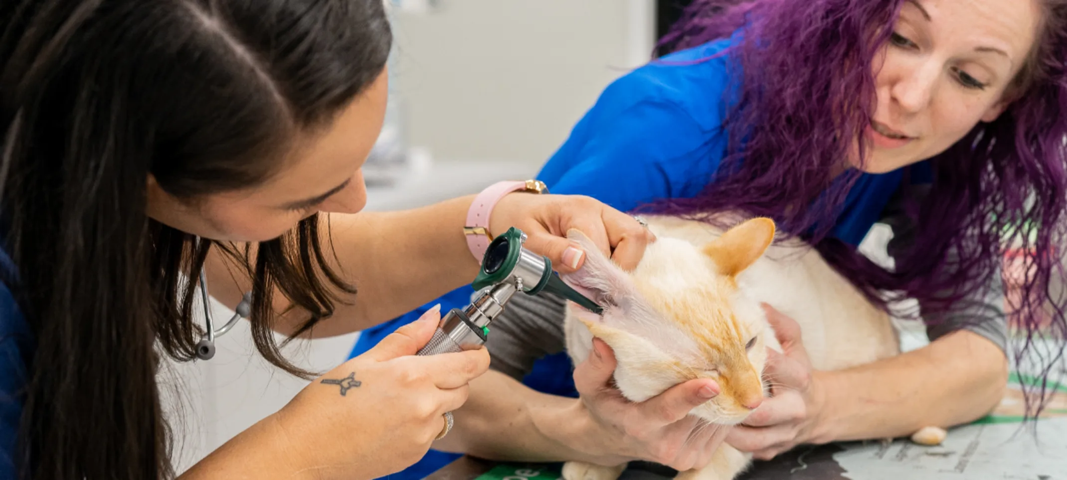 Wellness & Preventive Care Wellness & Preventive Care