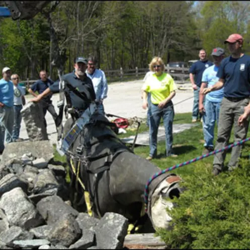 Equine Rescue training pulling horse up Equine Rescue training pulling horse up