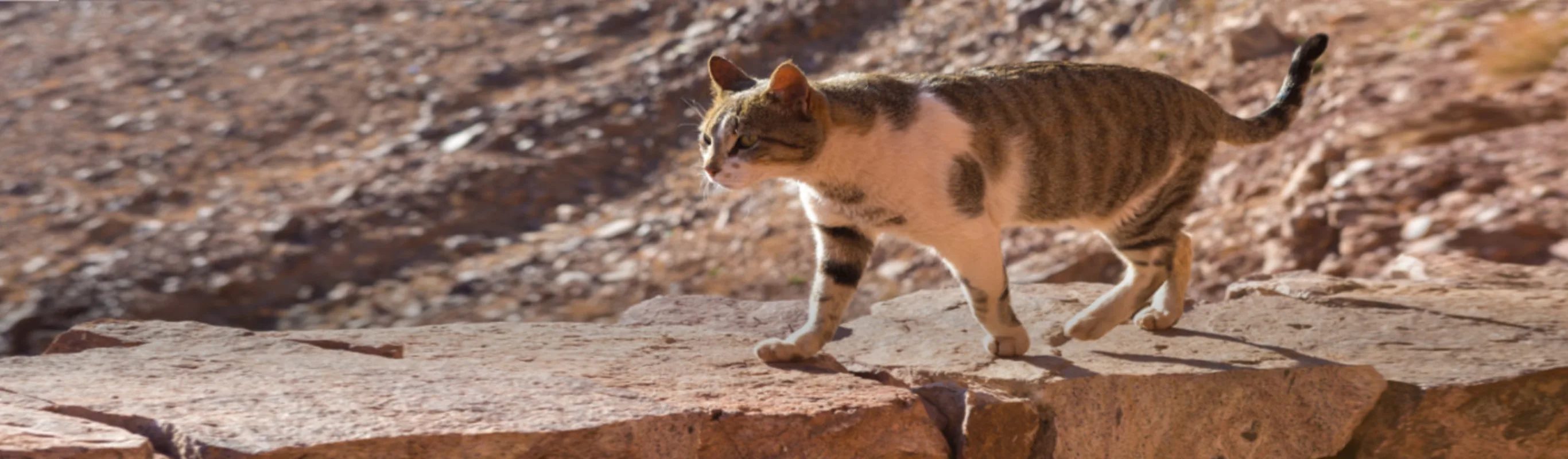 Brown Cat Walking on a Brick Wall in the Desert