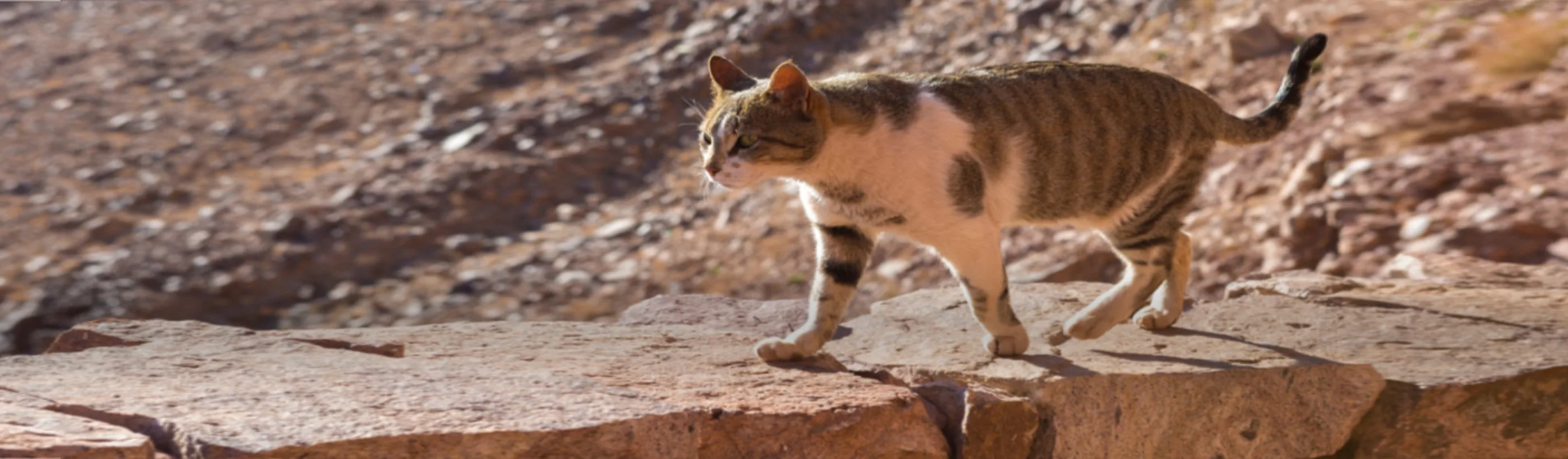 Brown Cat Walking on a Brick Wall in the Desert Brown Cat Walking on a Brick Wall in the Desert