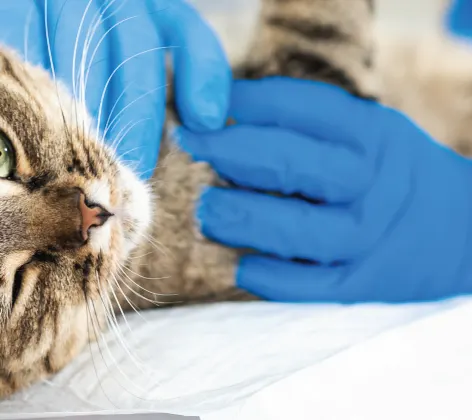 Cat being examined Cat being examined