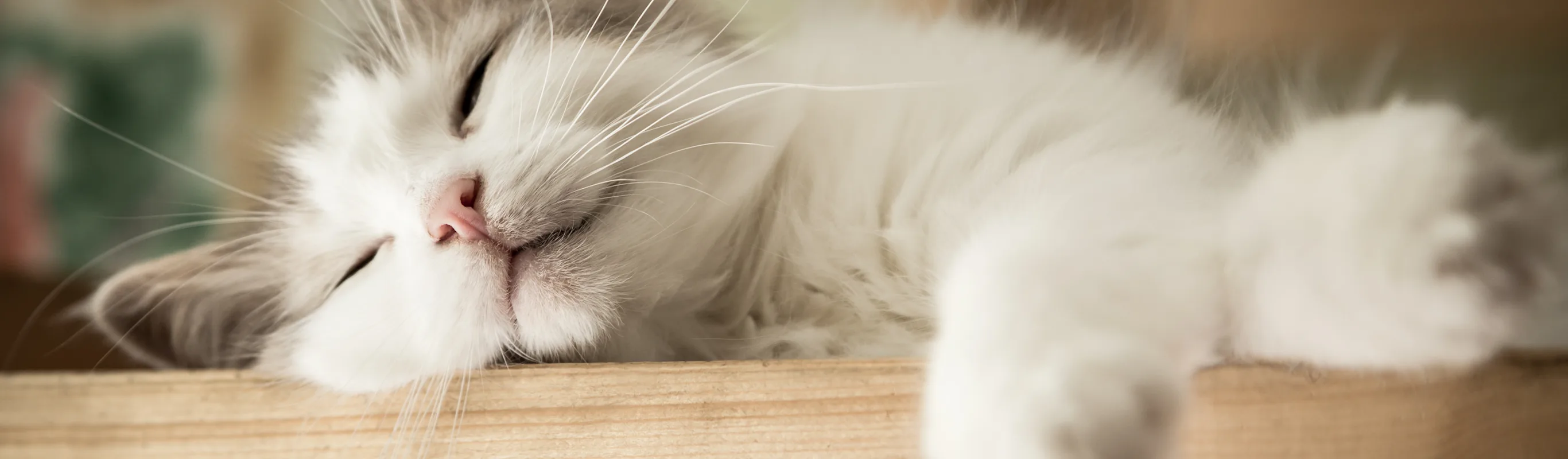 HOME - CAT - COUCH - LAYING HOME - CAT - COUCH - LAYING