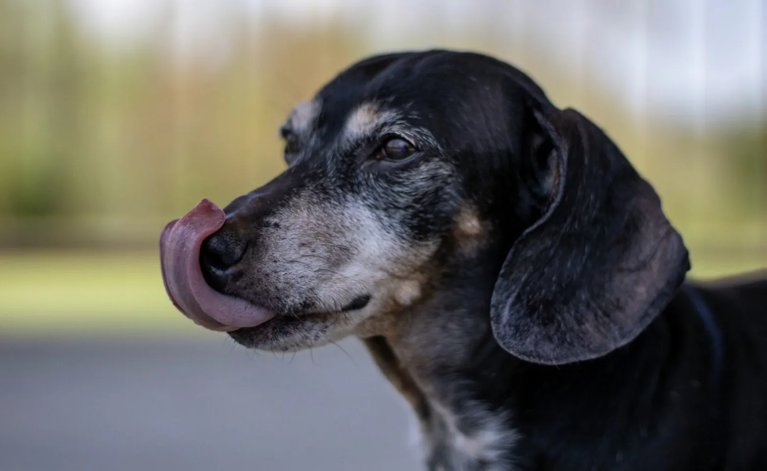 Dog licking its tongue outside Dog licking its tongue outside